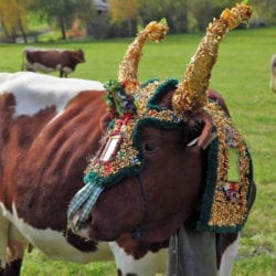 Almabtrieb – Urlaub am Bauernhof Reitbauernhof in Großarl