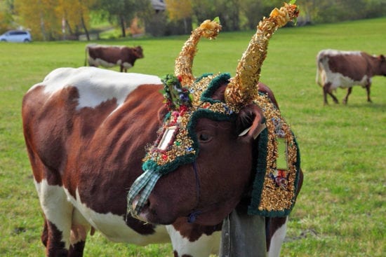 Almabtrieb - Urlaub am Bauernhof Reitbauernhof in Großarl