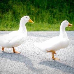 Enten – Urlaub am Bauernhof Reitbauernhof in Großarl