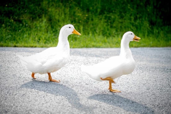 Enten - Urlaub am Bauernhof Reitbauernhof in Großarl