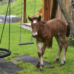 Pferd – Urlaub am Bauernhof Reitbauernhof in Großarl