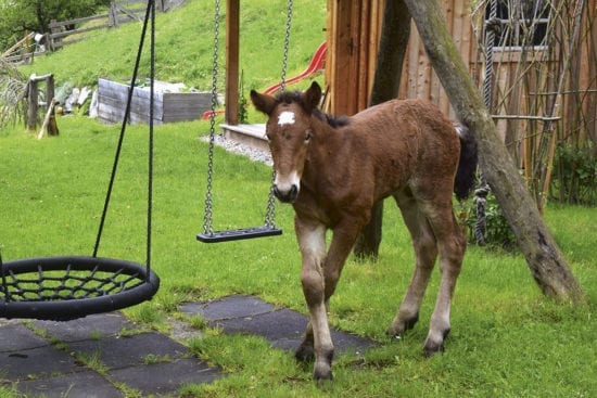 Pferd - Urlaub am Bauernhof Reitbauernhof in Großarl