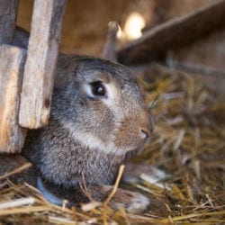 Hase am Reitbauernhof, Großarl, Salzburger Land – Urlaub am Bauernhof in Österreich