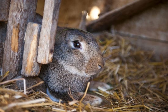 Hase am Reitbauernhof, Großarl, Salzburger Land – Urlaub am Bauernhof in Österreich