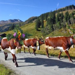 Almabtrieb – Hofeigene Almhütte in Großarl, Hubgrundalm im Tal der Almen, Salzburger Land
