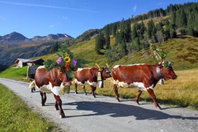 Almabtrieb – Hofeigene Almhütte in Großarl, Hubgrundalm im Tal der Almen, Salzburger Land