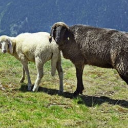 Schafe – Hofeigene Almhütte in Großarl, Hubgrundalm im Tal der Almen, Salzburger Land