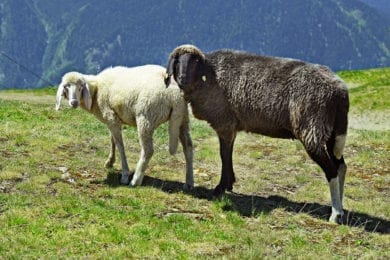 Schafe – Hofeigene Almhütte in Großarl, Hubgrundalm im Tal der Almen, Salzburger Land