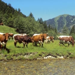 Hofeigene Almhütte in Großarl, Hubgrundalm im Tal der Almen, Salzburger Land