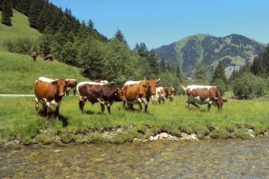 Hofeigene Almhütte in Großarl, Hubgrundalm im Tal der Almen, Salzburger Land