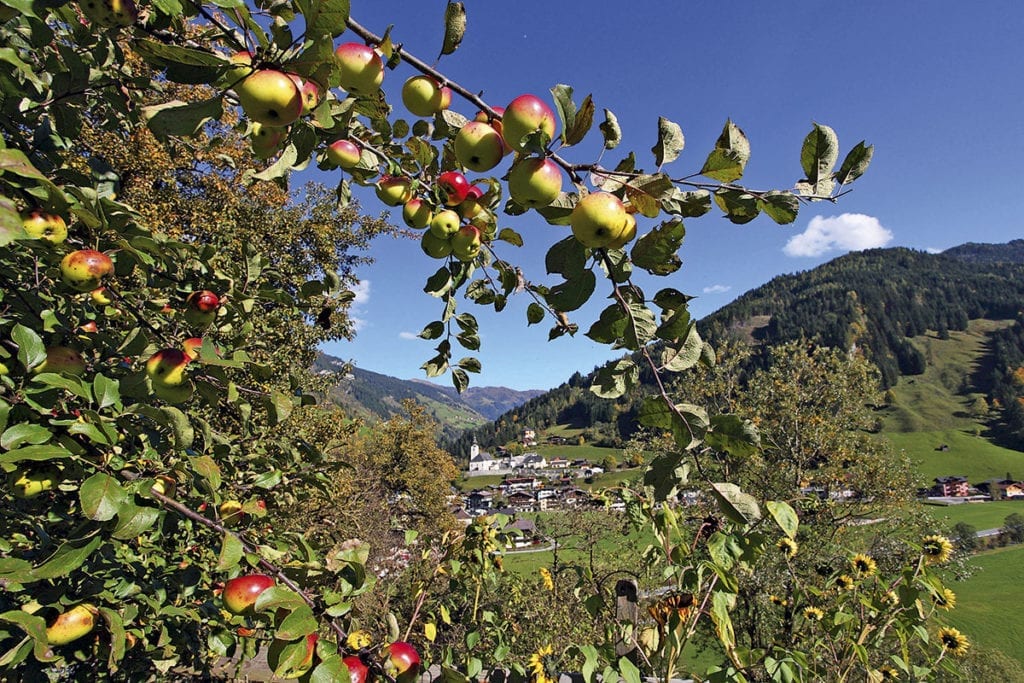 Urlaub am Bauernhof in Großarl, Reitbauernhof