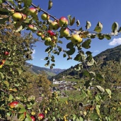 Urlaub am Bauernhof in Großarl, Reitbauernhof