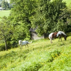 Ponys am Reitbauernhof, Großarl, Salzburger Land – Urlaub am Bauernhof in Österreich
