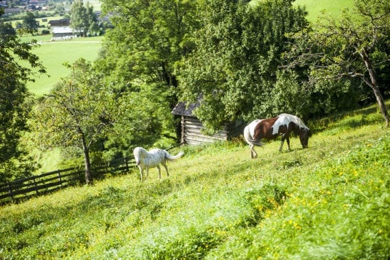 Ponys am Reitbauernhof, Großarl, Salzburger Land – Urlaub am Bauernhof in Österreich