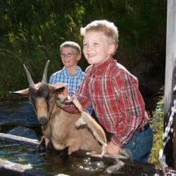 Ziege – Urlaub am Bauernhof Reitbauernhof in Großarl