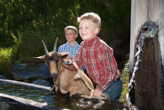 Ziege - Urlaub am Bauernhof Reitbauernhof in Großarl