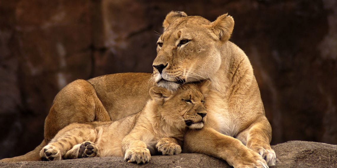 Zoos & Tierparks - Ausflugsziel im Salzburger Land