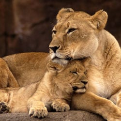 Zoos & Tierparks – Ausflugsziel im Salzburger Land